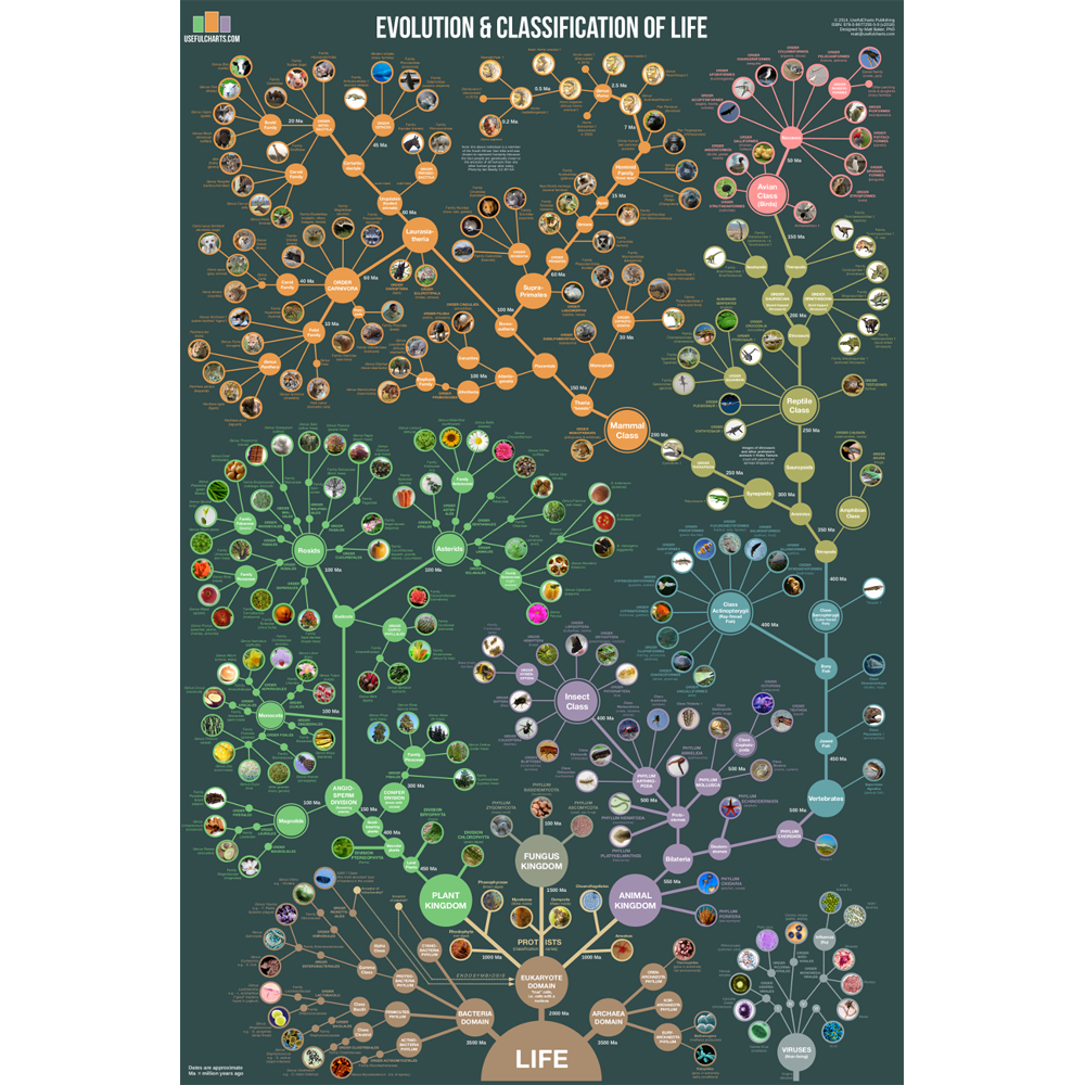 Livets evolution og biologisk klassifikation – Plakat -